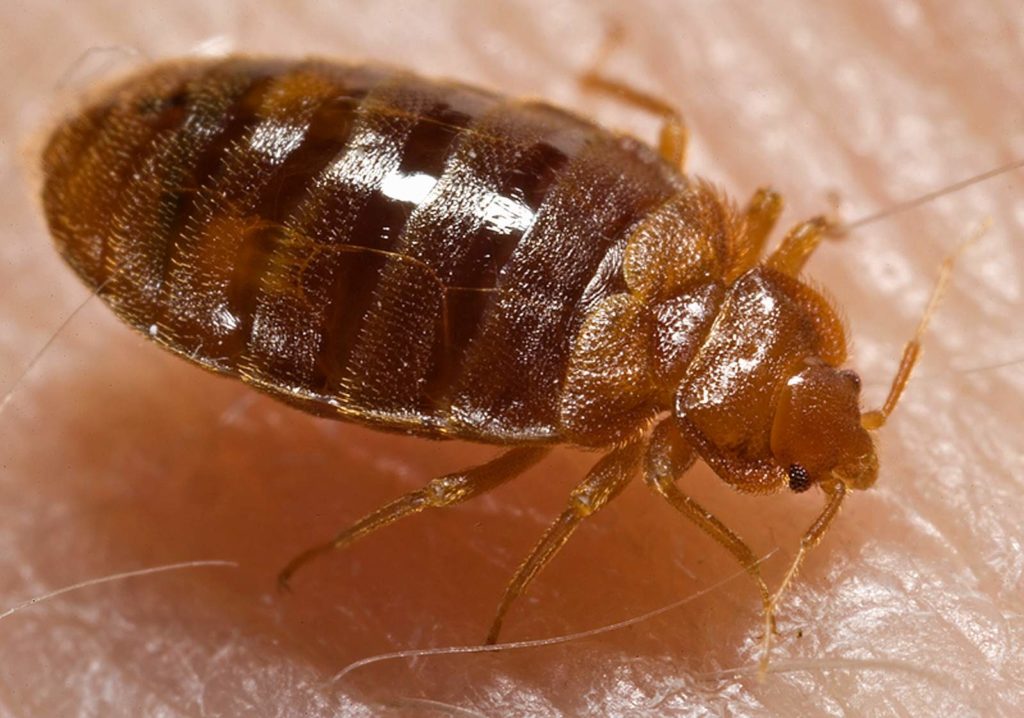 Bed_bug_Cimex_lectularius-1024x718 Punaises de lit