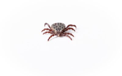 La liste des insectes nuisibles