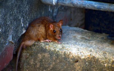 Comment détecter la présence de rongeurs nuisibles ?