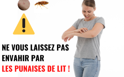 La propagation des punaises de lit : une recrudescence à surveiller dès le printemps et lors des fortes chaleurs