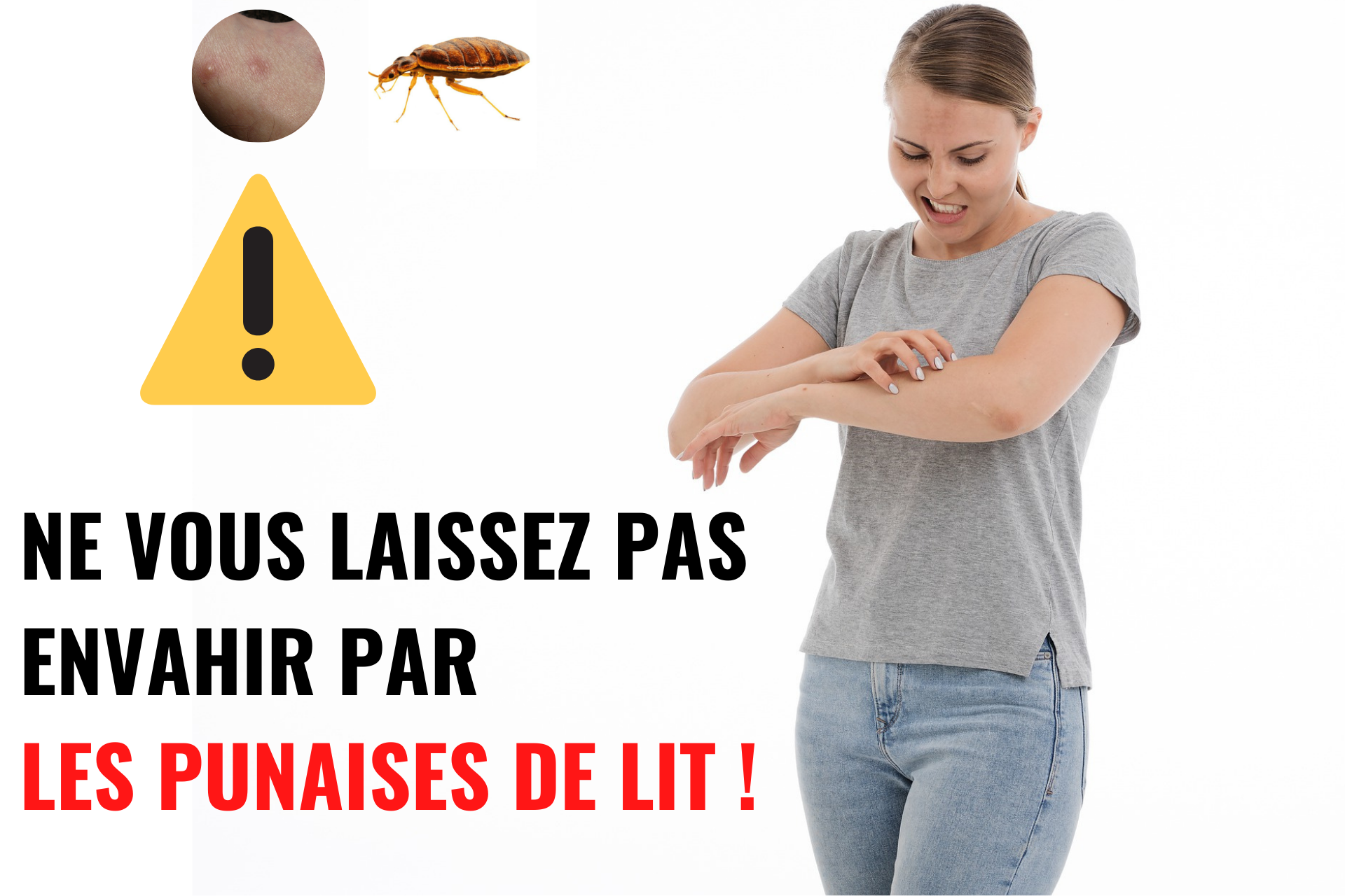 traitement anti punaises de lit hygiène nuisibles 