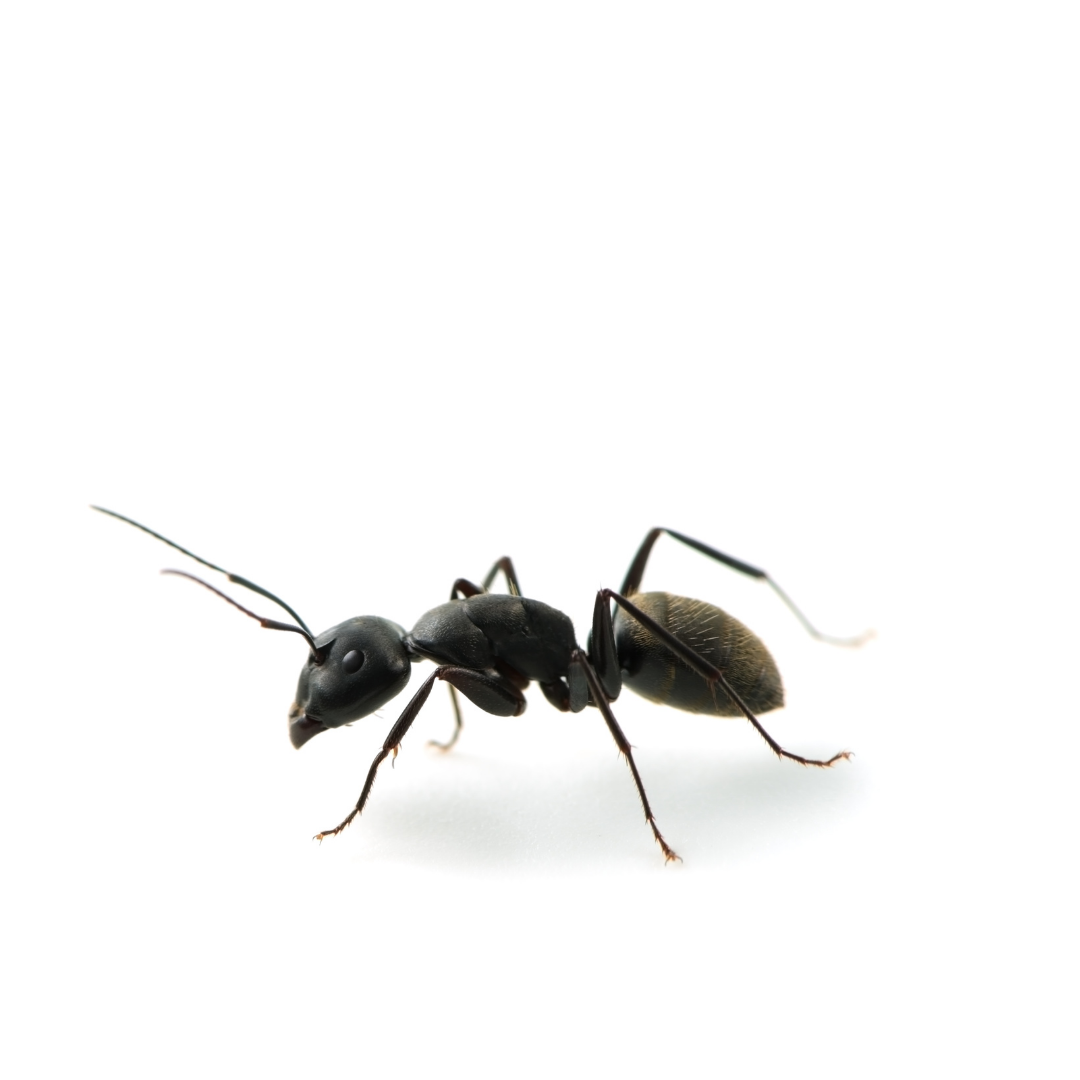 traitement anti nuisibles contre les fourmis