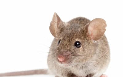 Comment faire fuir les rats
