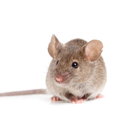 Souris sylvestre Peromyscus Maniculatus