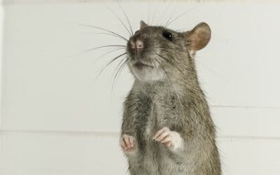 Les rats peuvent être plus intelligents que les humains