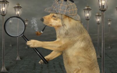 Détection canine : comment le chien renifleur peut vous débarrasser des punaises de lit ?