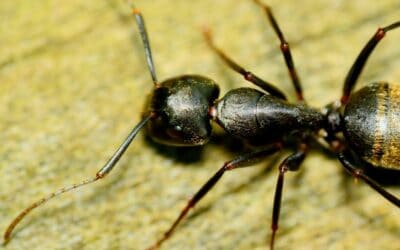 Les risques d’une infestation de fourmis charpentières