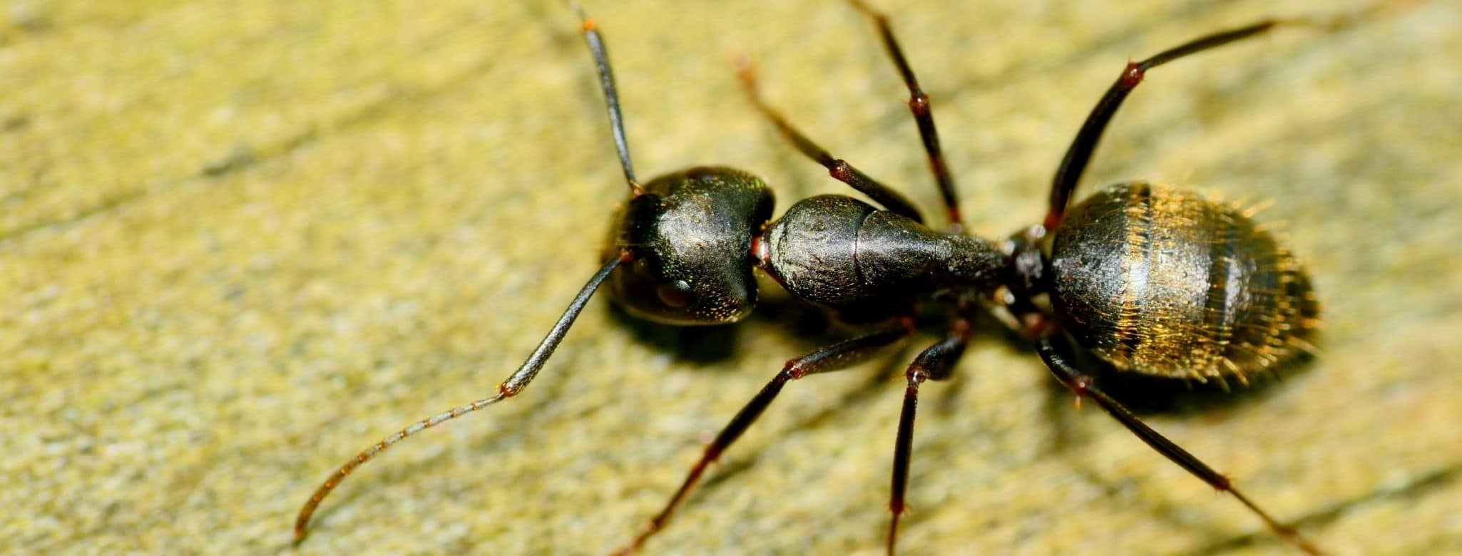 fourmis charpentières