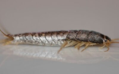 Le poisson d’argent, un insecte pénible dans une maison