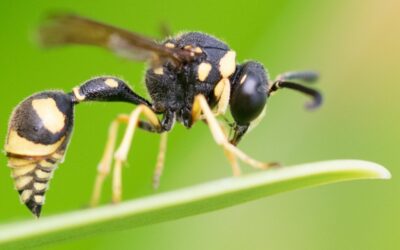 Prévention contre les guêpes et les frelons asiatiques