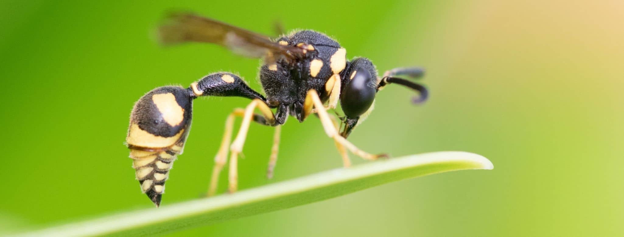 Désinsectisation nid de guêpes et frelons asiatiques