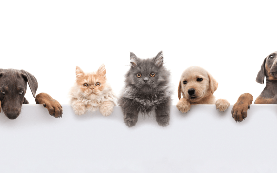 puces animaux de compagnie chiens et chat éviter