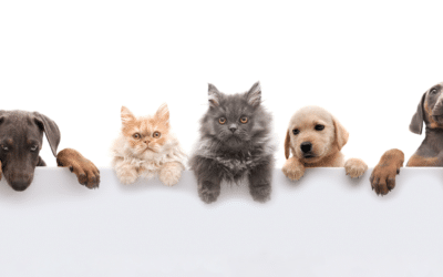 Comment prévenir les puces sur les animaux de compagnie ?