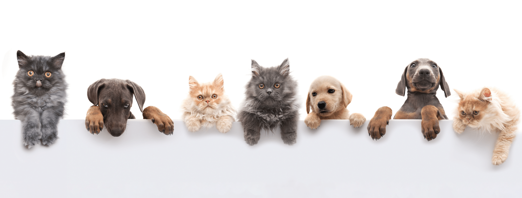 puces animaux de compagnie chiens et chat éviter