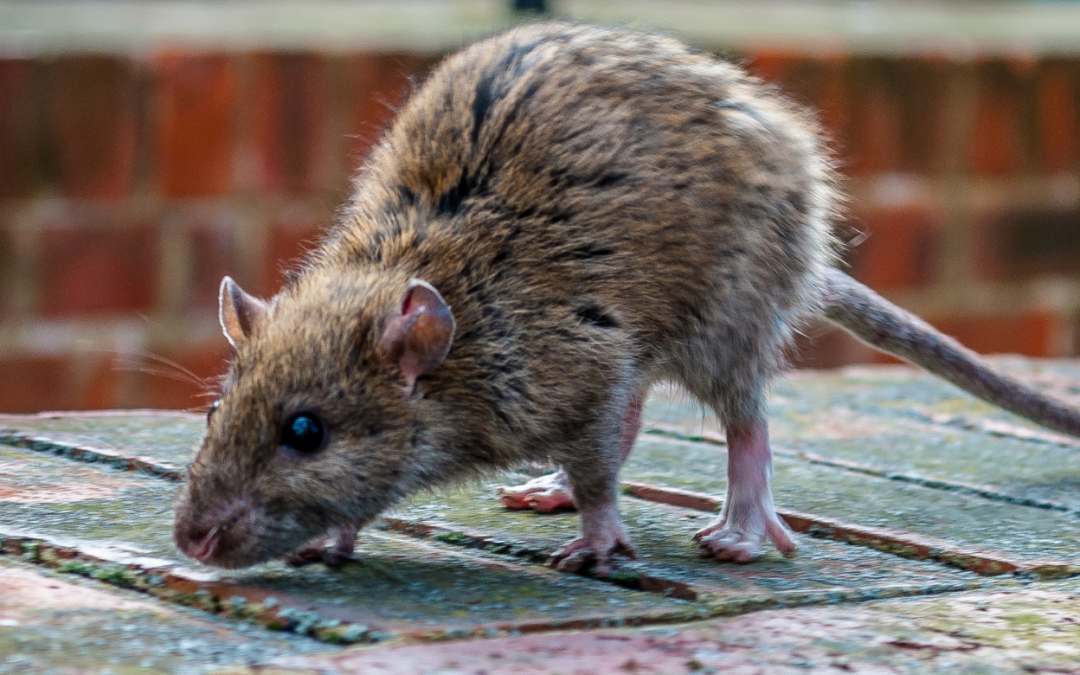 Dératisation Paris -souris et rongeurs