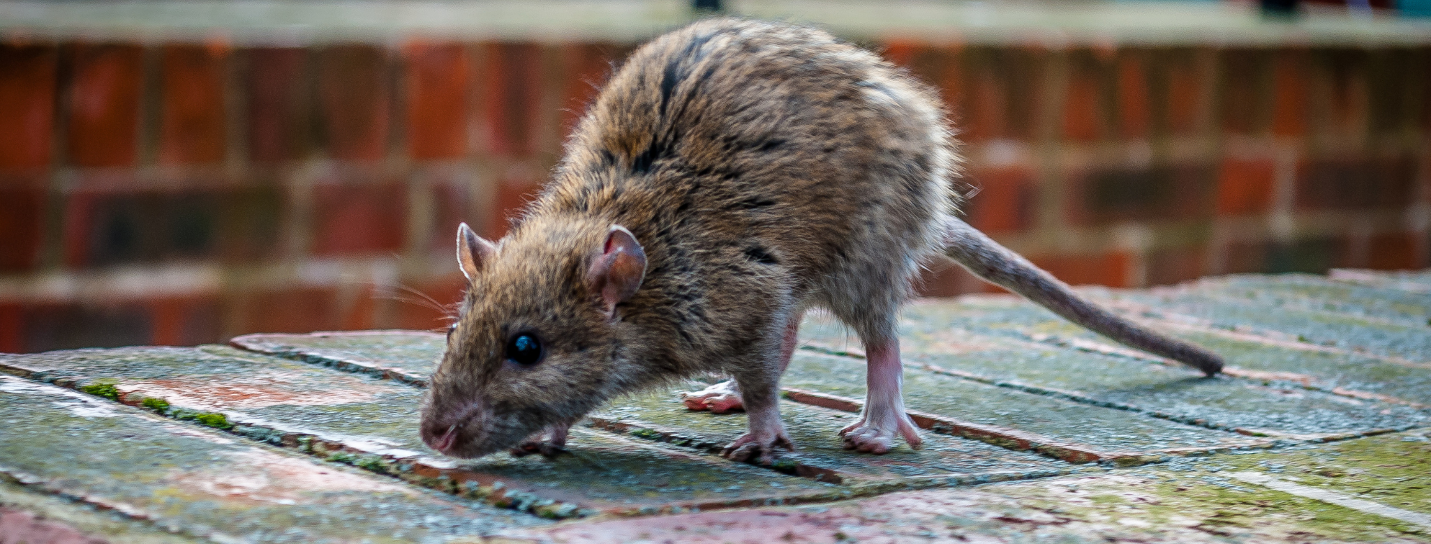 Dératisation Paris -souris et rongeurs