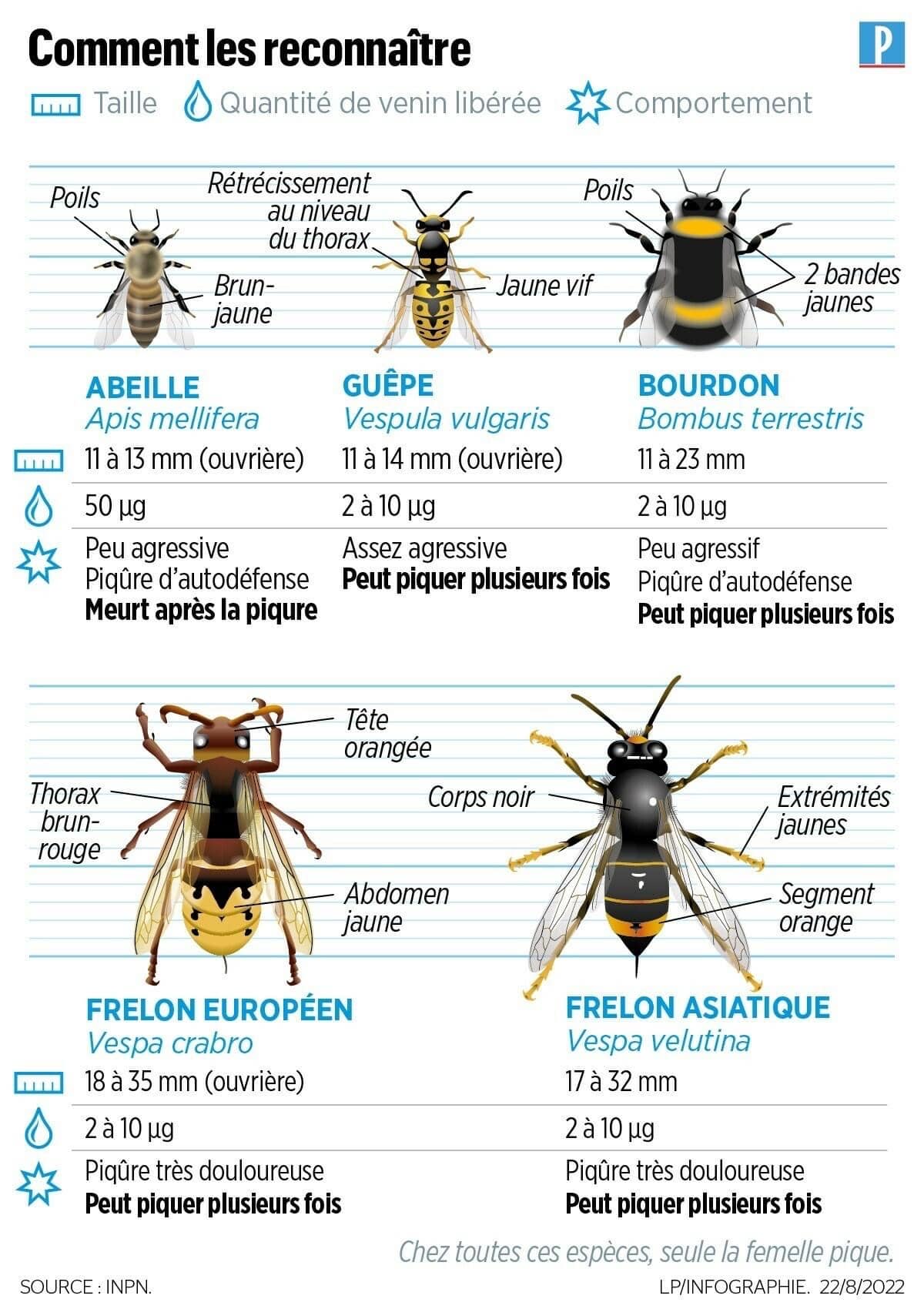 nid de guêpes et frelons