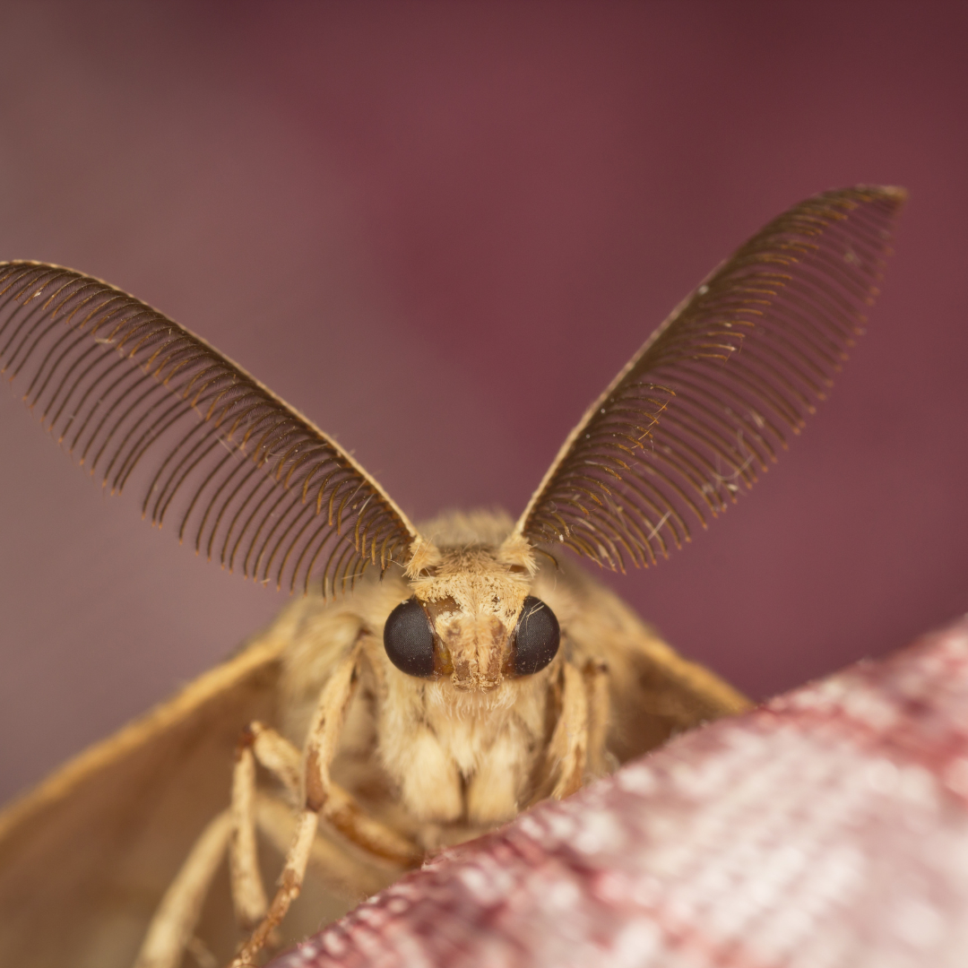 se débarrasser des mites