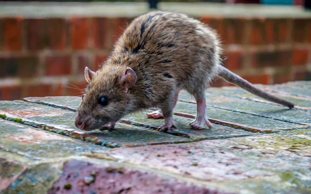 se débarrasser des rats