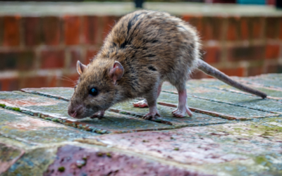 Astuces pour se débarrasser des rats