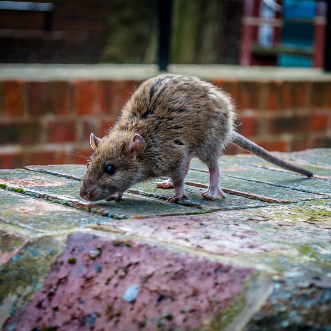 se débarrasser des rats