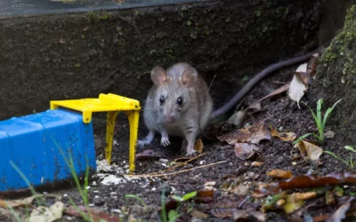 La population de rats à Paris