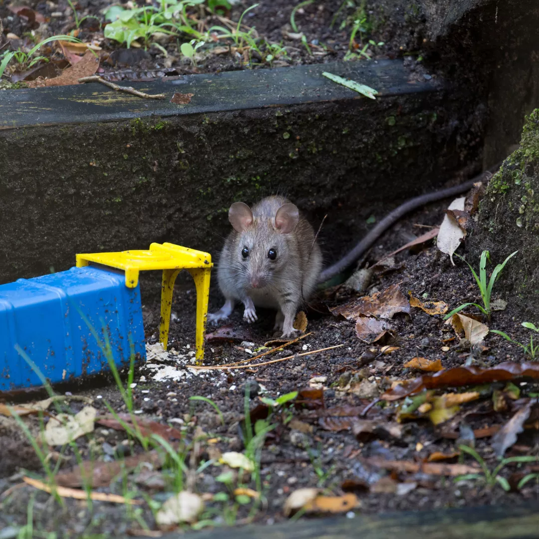 population de rats à paris