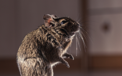 Pest Control Power : Comment éviter les rongeurs en Ile de France !