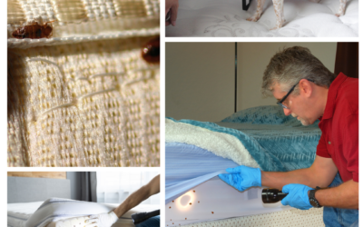 méthodes de désinsectisation