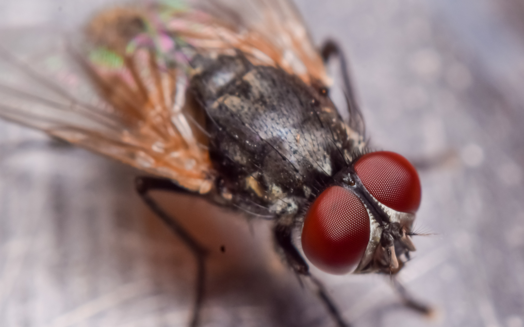 Mouche domestique : informations et conseils