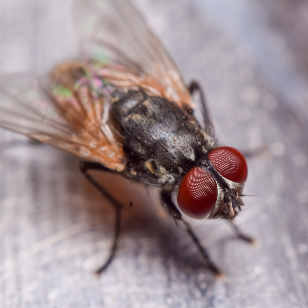 Mouche domestique : informations et conseils