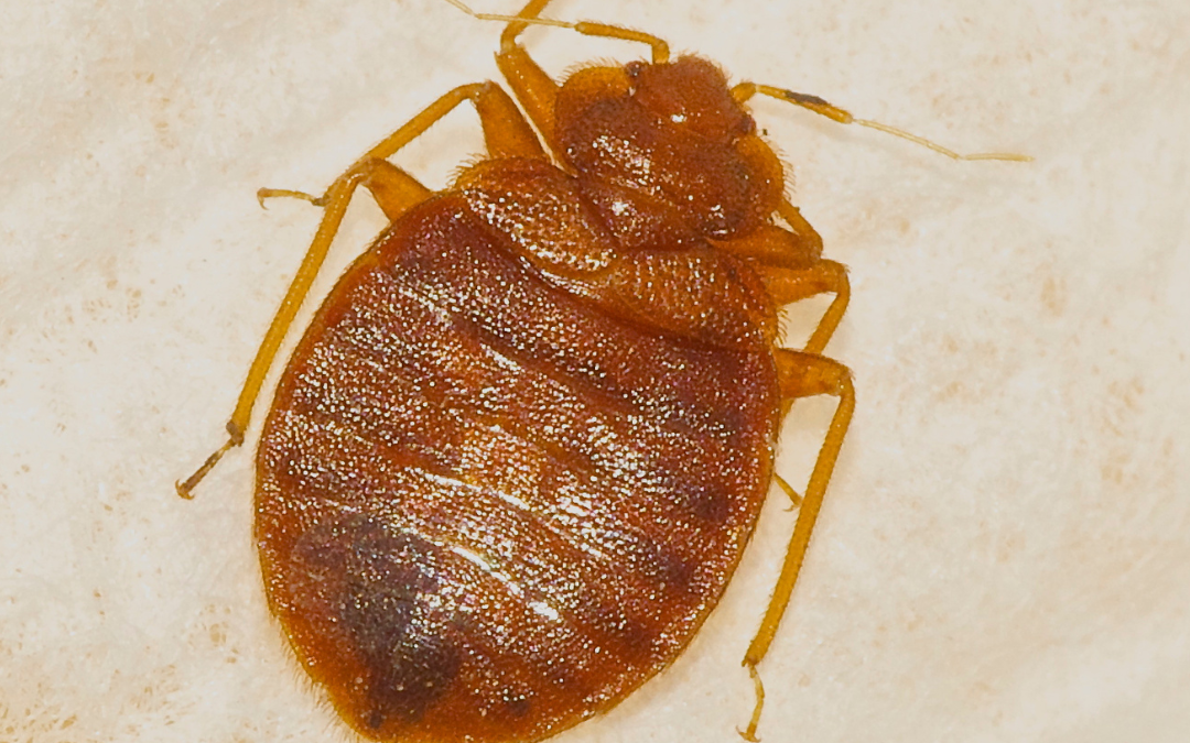 infestation et voisins