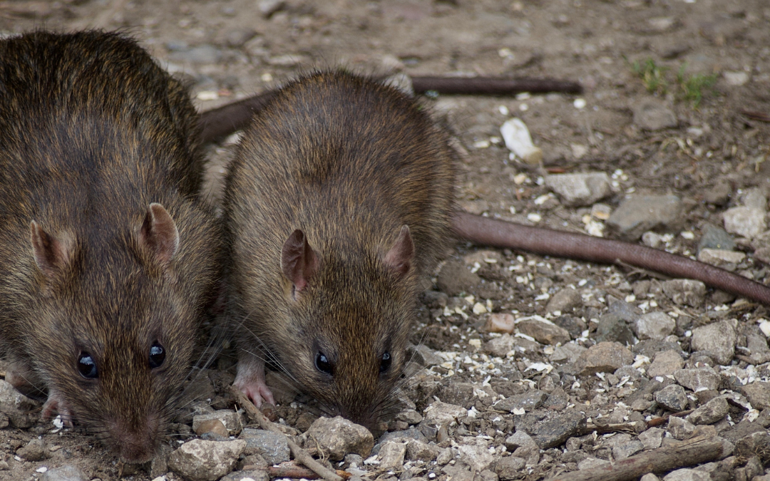 Prolifération rats paris 2023