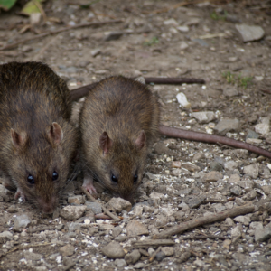 Prolifération rats paris 2023