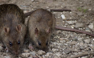 La prolifération des rats à Paris en 2023 : le constat et les solutions proposées par Groupe Hygiène Nuisibles