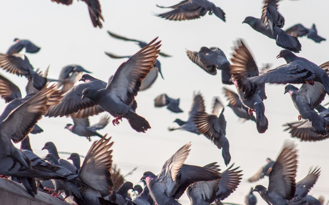 Le défi des pigeons à Paris : Pourquoi le déipigeonnage est essentiel