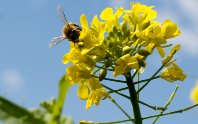 Nuisibles et Biodiversité : L’Importance de l’Équilibre