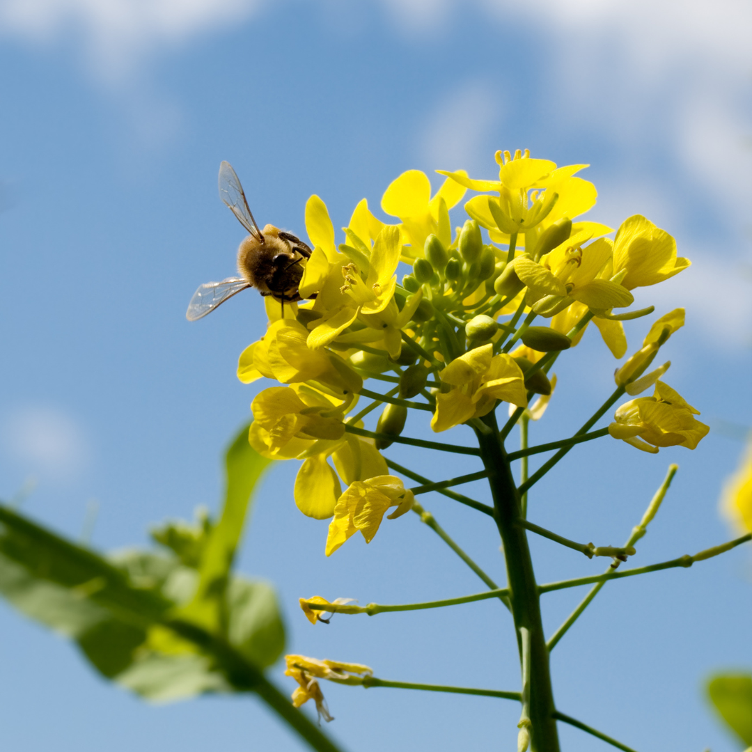 Équilibre nuisibles biodiversité urbaine