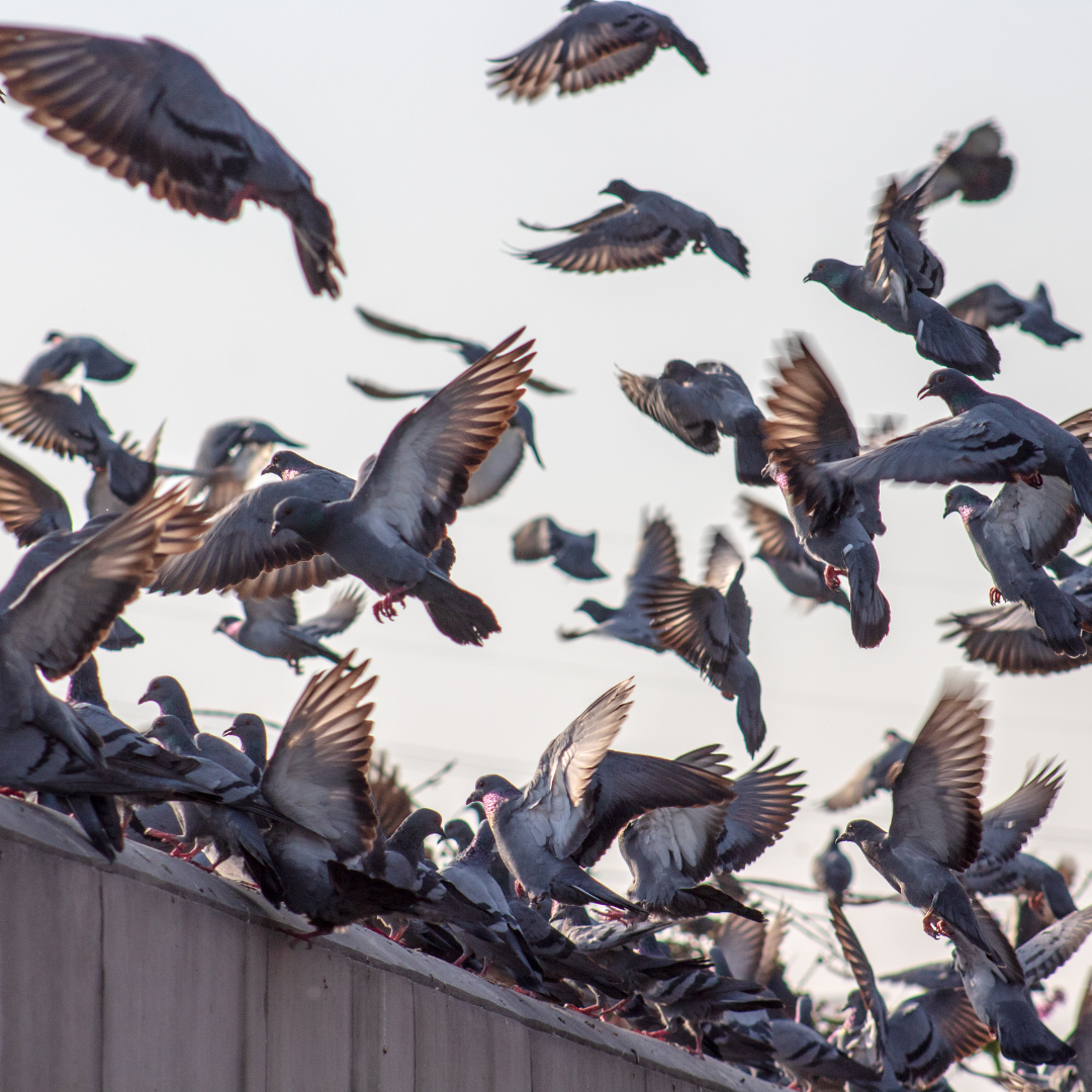 Déipigeonnage professionnel à Paris