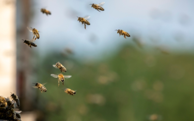 Abeilles Urbaines : Les Nouvelles Citoyennes de Paris