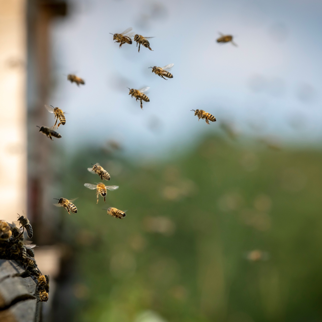 abeilles urbaines à Paris