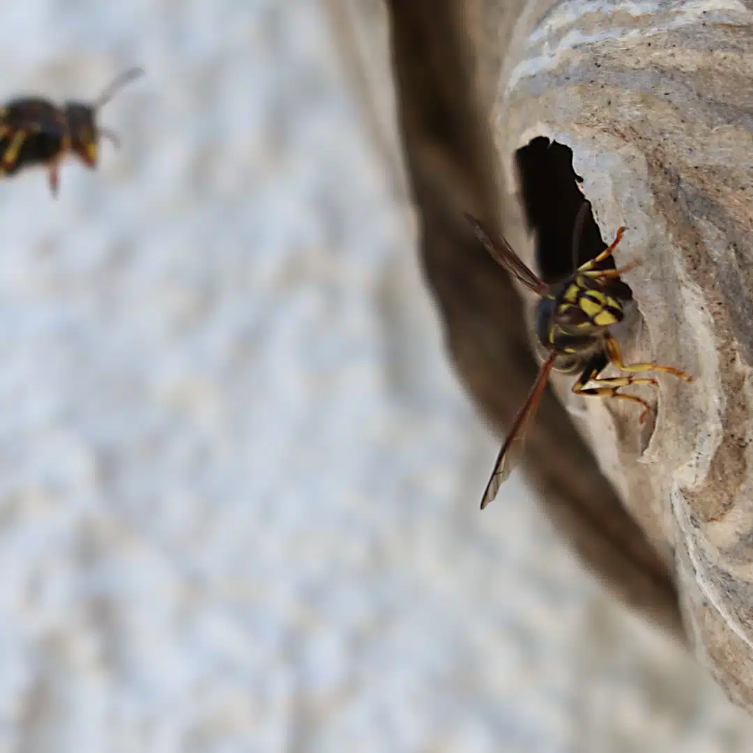 désinsectisation écologique des guêpes