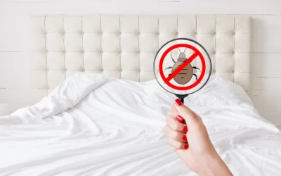 L’Origine des Punaises de Lit : Histoire, Migration et Prolifération