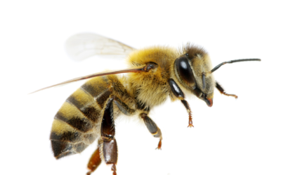 Abeilles Urbaines : Alliées Précieuses ou Nuisibles ?