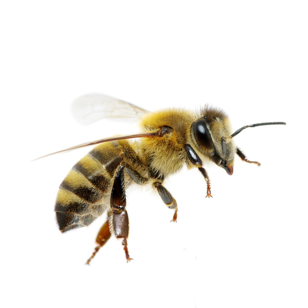 abeilles urbaines