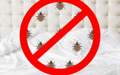 Comment se débarrasser efficacement des punaises de lit : Guide complet