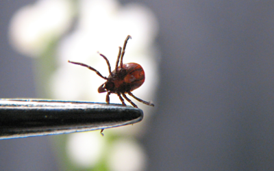 Le lien entre les atteintes à l’environnement et la hausse des maladies transmises par les tiques