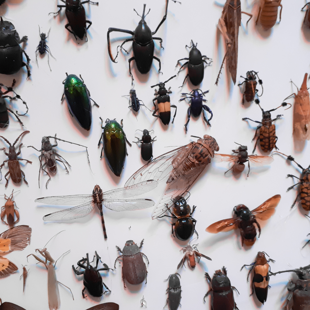 Insectes nuisibles Île-de-France