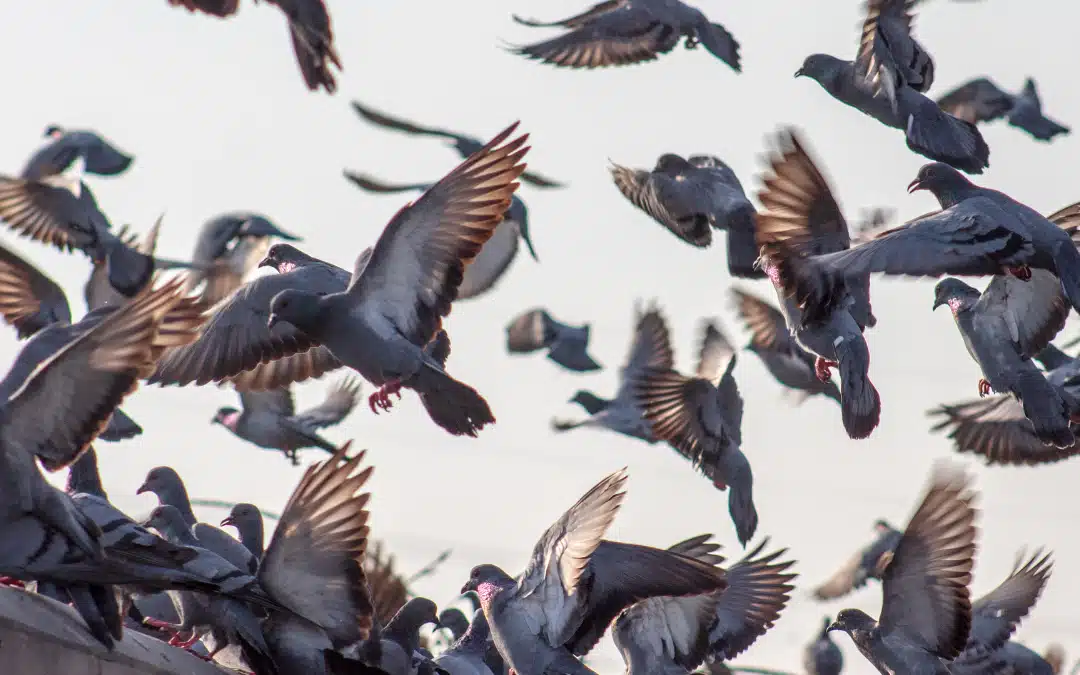 Les pigeons en ville : Comment les gérer de manière efficace et éthique
