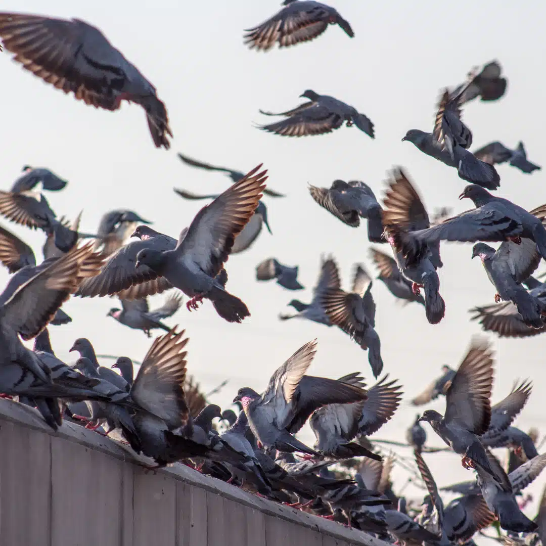 Gestion des pigeons en milieu urbain
